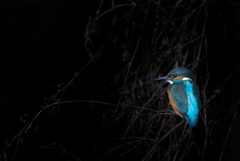 Martín pescador con fondo negro
