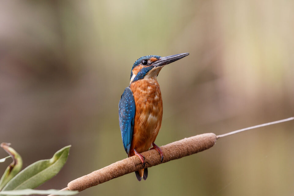 Retrato de martín pescador