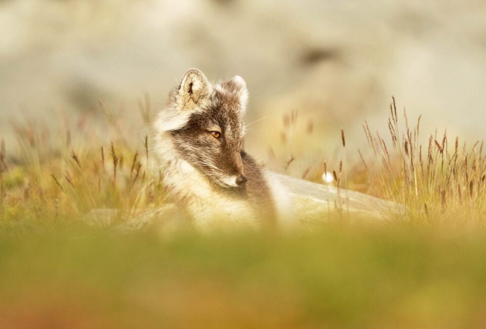 Ejemplar juvenil de zorro ártico tumbado sobre la hierba