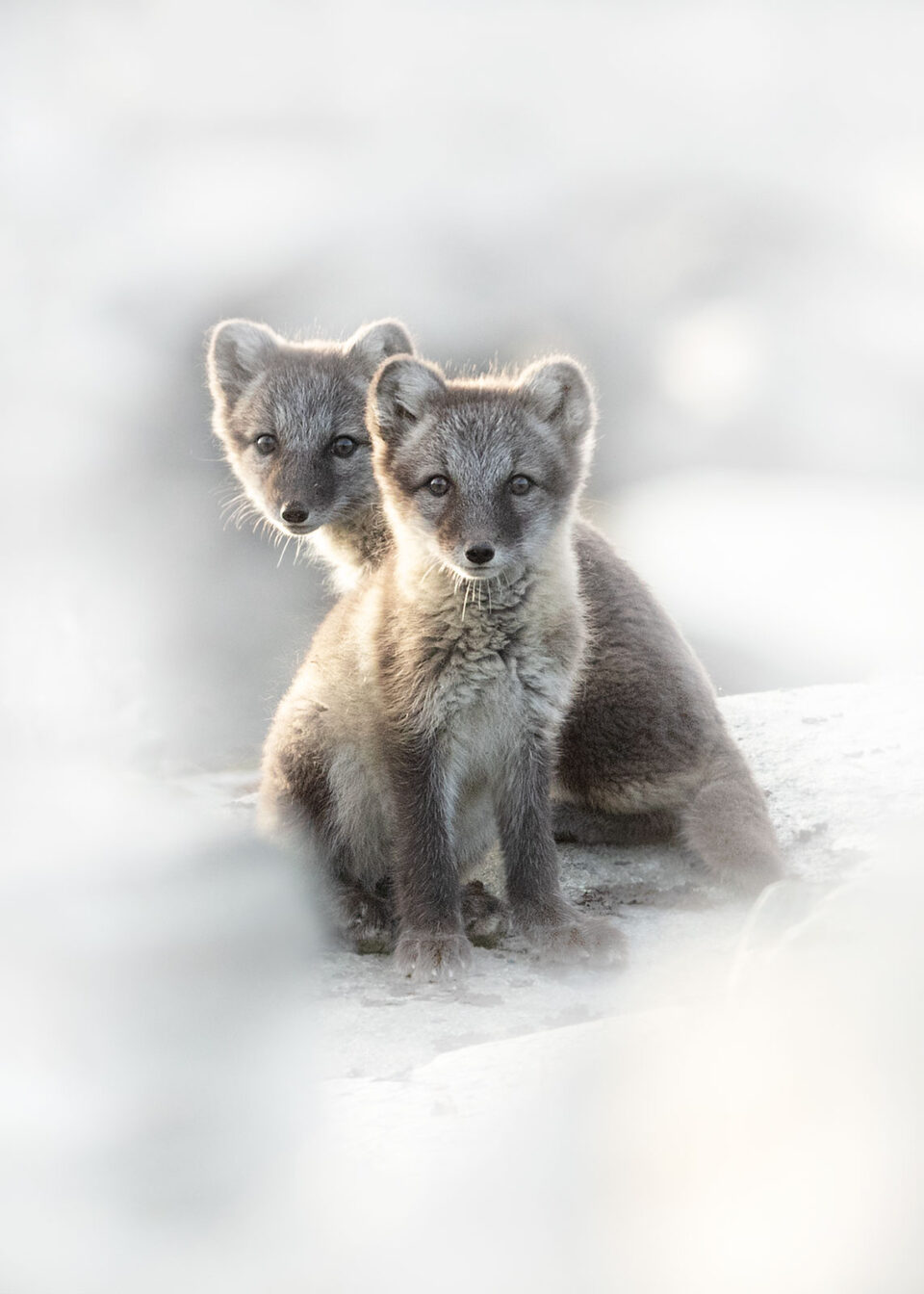 Cachorros de zorro ártico