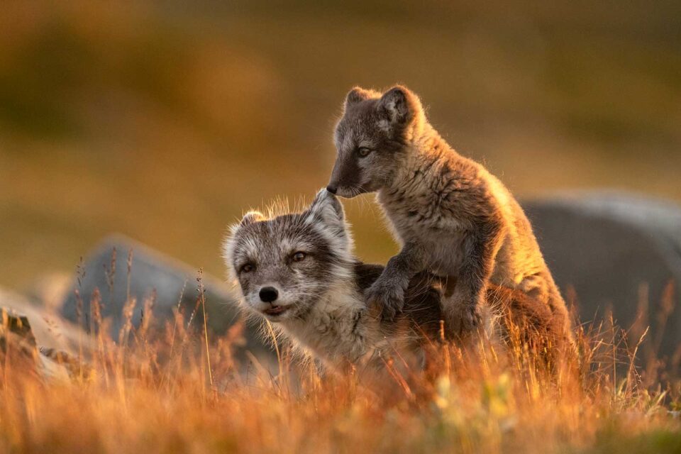 Zorro ártico adulto con cría jugando al anochecer