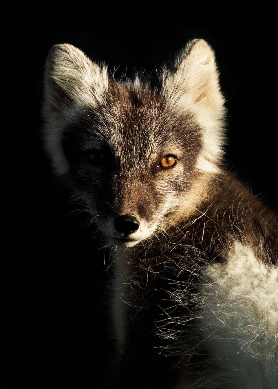 Retrato de zorro ártico al anochecer