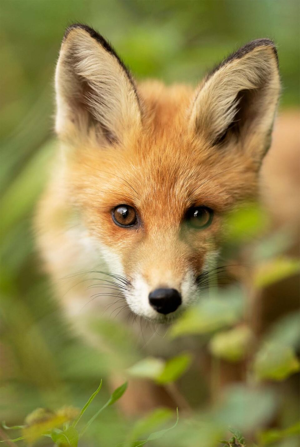 Retrato de un cachorro de zorro rojo