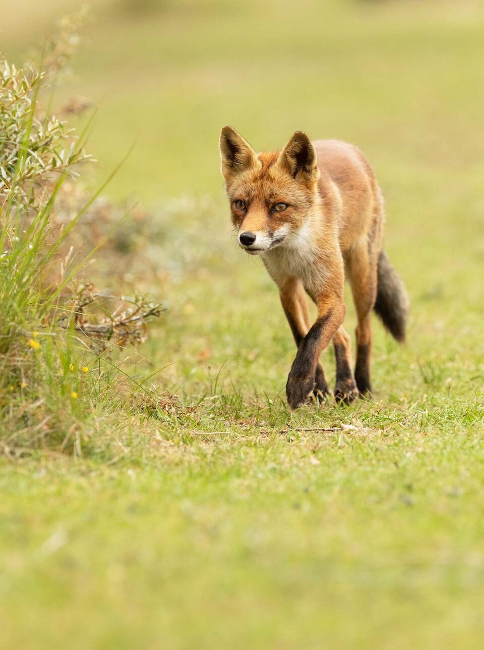 Ejemplar juvenil de zorro rojo caminando
