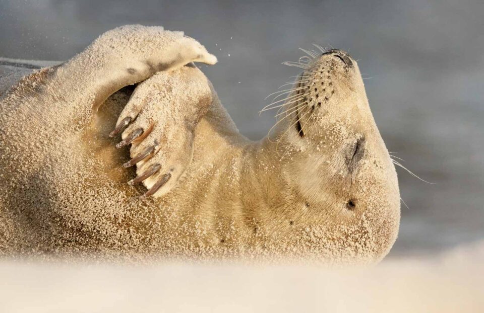 Foca durmiendo sobre la arena