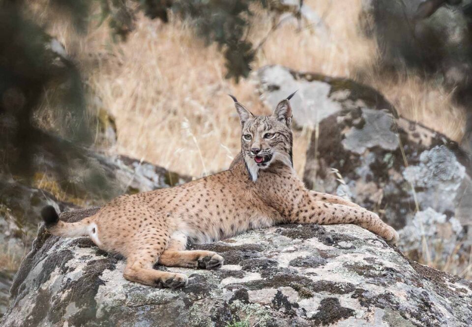 Lince ibérico hembra de Andujar