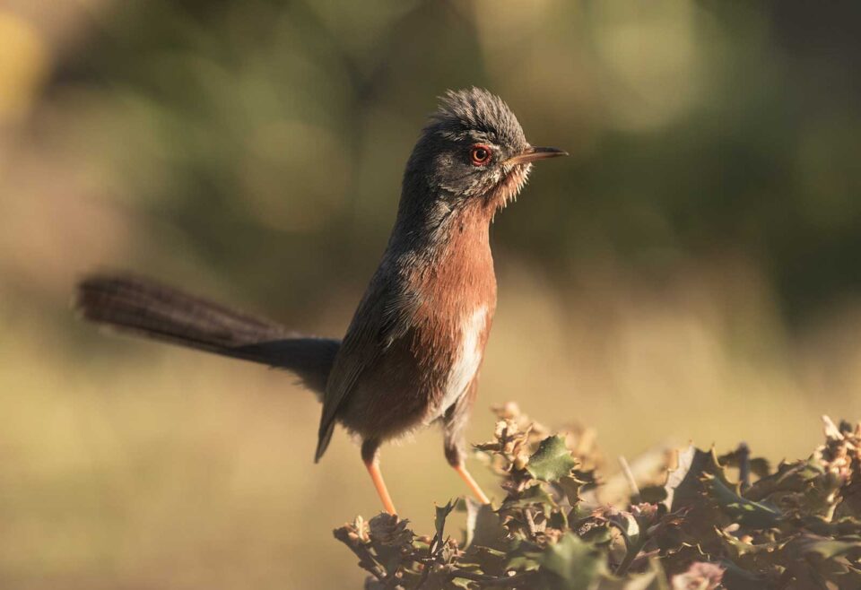 Pájaro sobre una rama