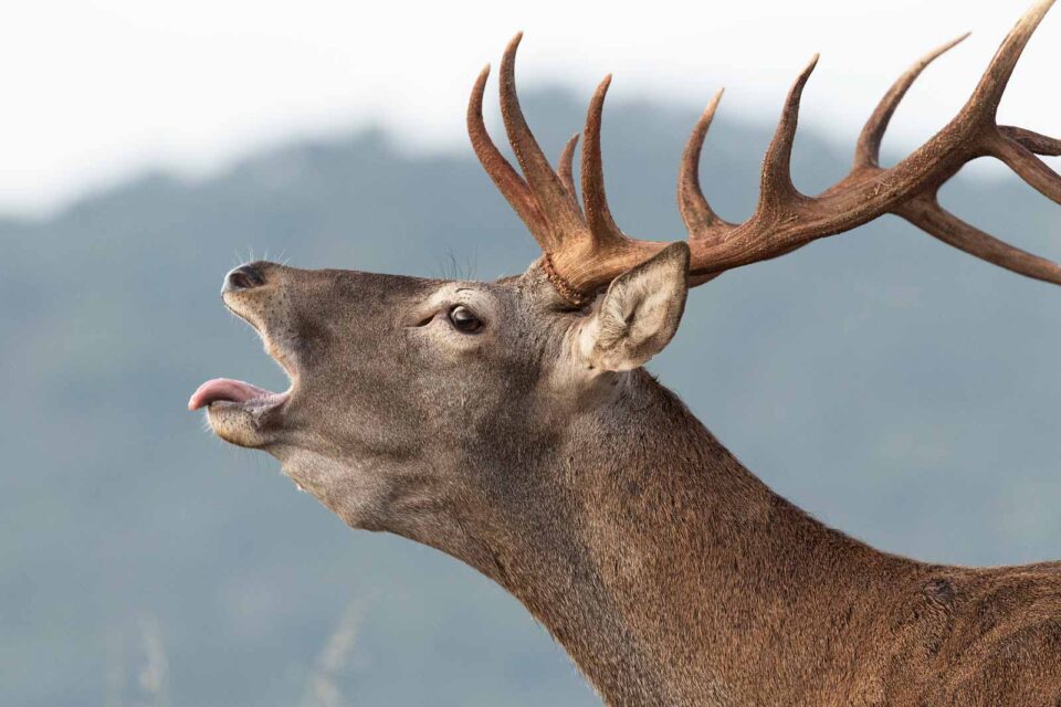 Retrato de un ciervo en la berrea