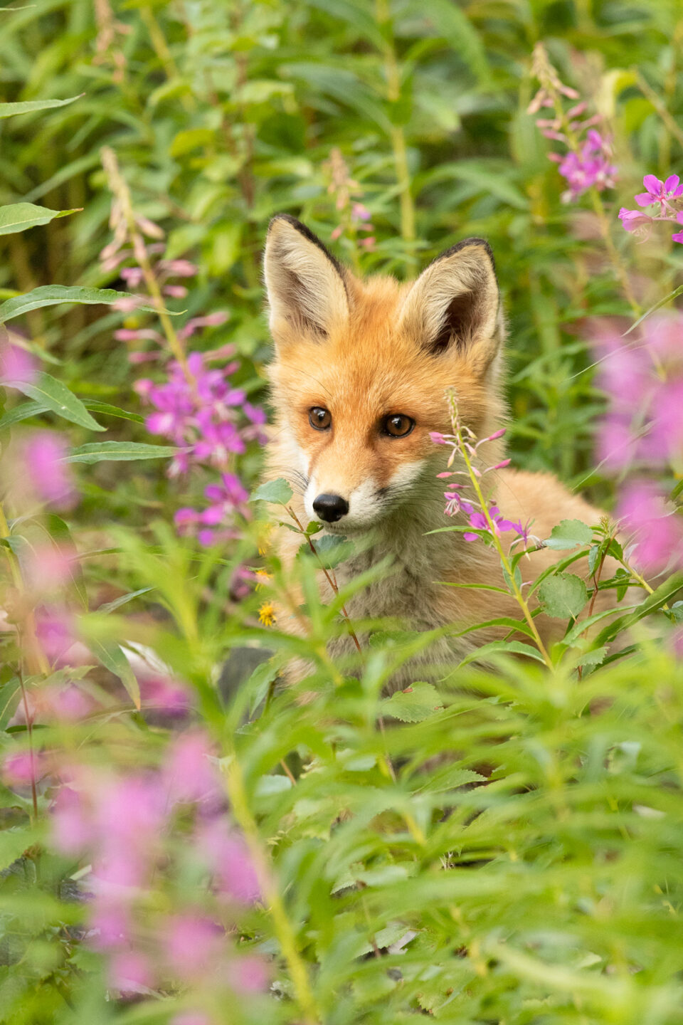 Zorro rojo entre flores