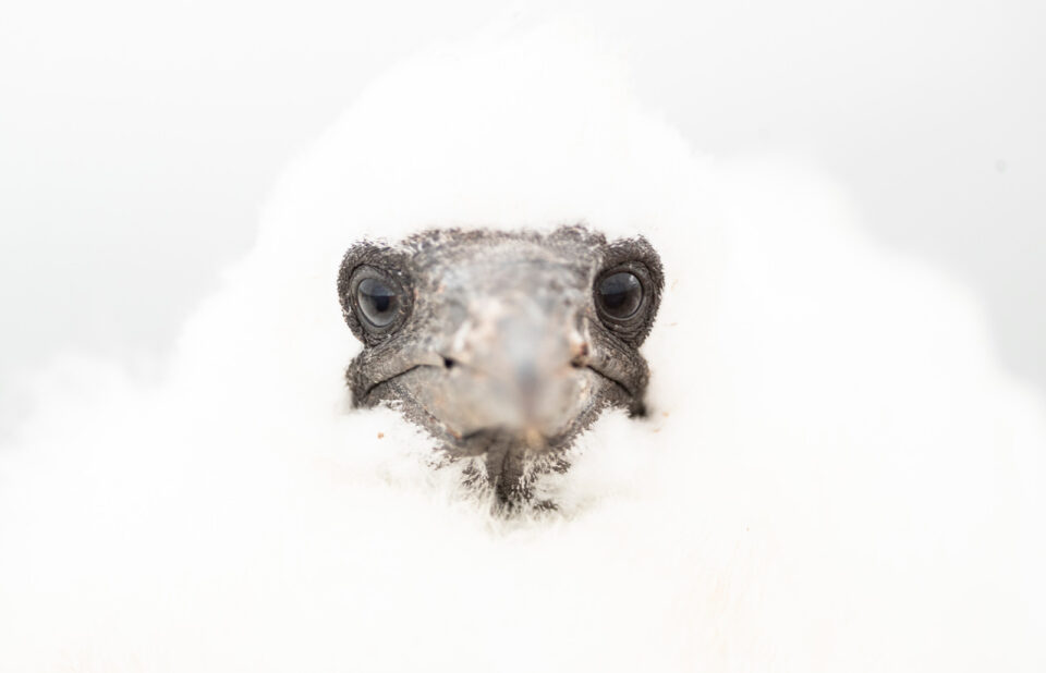 Polluelo de alcatraz